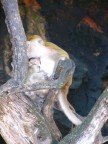 Rai Lay Macaque Mother-Baby.JPG (61 KB)